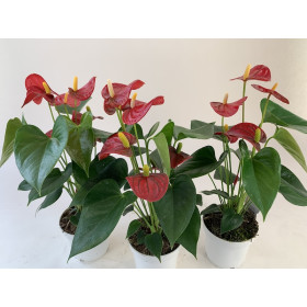 Anthurium Spar-Set 'Royal Champion' (12 cm Topf)