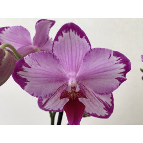 Phalaenopsis Toshi (2 Rispen)