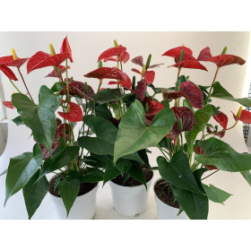 Anthurium Spar-Set 'Royal Champion' (3 Pfl. im 17 cm Topf)