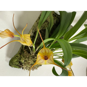 Masdevallia Angel Frost x murex