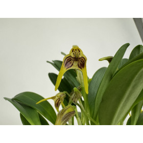Masdevallia garciae