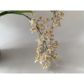 Oncidium Tiny Twinkle 'Rose Island' (4 Rispen)