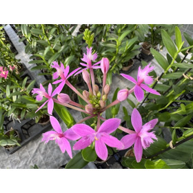 Epidendrum Ballerina 'Rosy' (1-2 Stiele)