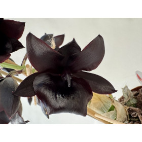 Monnierara Millenium Magic 'Witchcraft' 