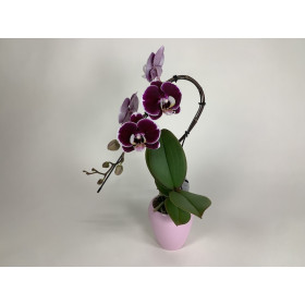 Phalaenopsis Swan 'Red' (1 Rispe, inkl. Übertopf)