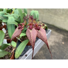 Bulbophyllum rothschildianum 'Fuhrberg Beauty' SM/DOG