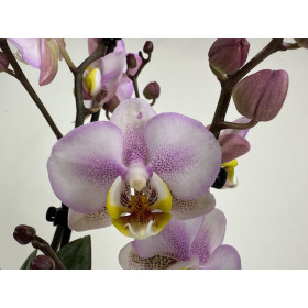 Phalaenopsis Carola (2-3 Rispen)