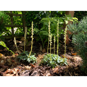 Goodyera repens (mit neuem Austrieb)