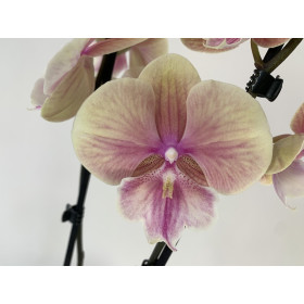 Phalaenopsis Charming Cream 'Kizz' (2 Rispen)