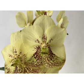 Vanda Yellow Henna (in Knospe/Blüte)