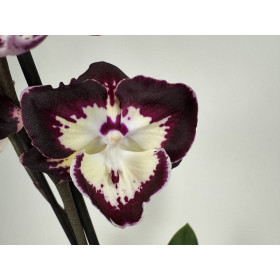Phalaenopsis Tinker Bell Triple lip' (2 Rispen)