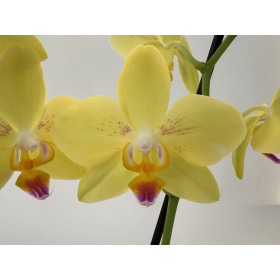 Phalaenopsis Inti Sun (2 Rispen)