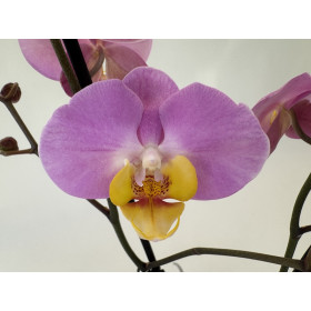 Phalaenopsis Honey Comb (2 Rispen)