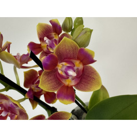 Phalaenopsis Sogo Lawrence 'Triple lip' (2 Rispen)