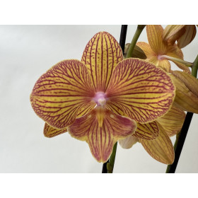 Phalaenopsis Apollo 'Big lip' (2 Rispen)