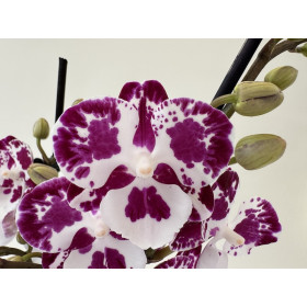 Phalaenopsis Rain Drop 'Kizz' (2 Rispen)