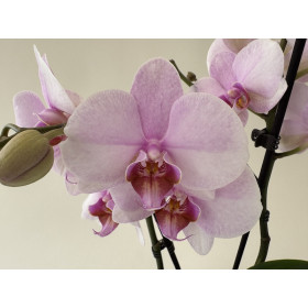 Phalaenopsis My Monroe 'Lipstick' (2 Rispen)