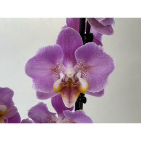 Phalaenopsis Peach Blossom (2 Rispen)