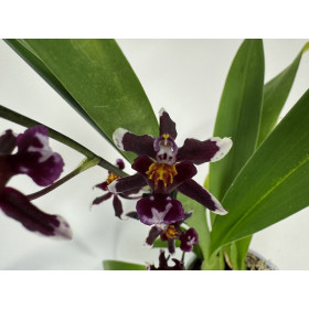 Wilsonara Kolibri 'Black' (2 Rispen)