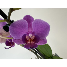 Phalaenopsis Blue Virgin (2 Rispen)