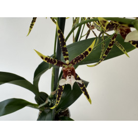Brassia Tarantula Coral (2 Rispen)