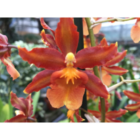 Colmanara Catathante 'Pacific Sunspots' (2 Rispen)