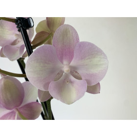 Phalaenopsis Venetian Carneval (2 Rispen)