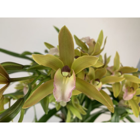 Cymbidium Tiger Tail (3-4 Rispen)