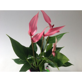 Anthurium andreanum 'Lilli'