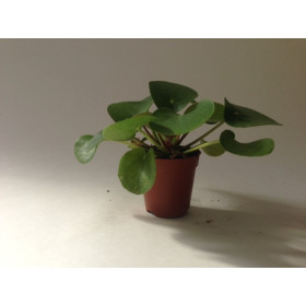 Pilea peperomioides