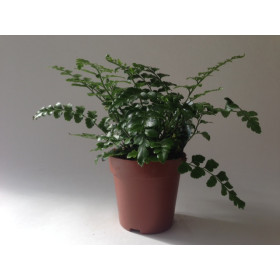 Asplenium dimorphum 'Parvati'