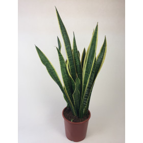 Sanseveria trifasciata 'Laurentii' (17 cm Topf)