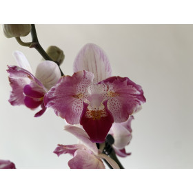 Phalaenopsis Crazy Daisy 'Peloric' (1 Rispe)