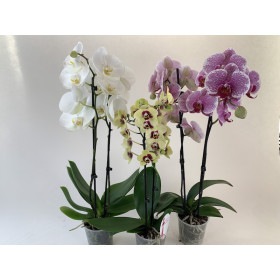 Phalaenopsis-Sortiment (2 Rispen)