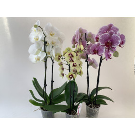 Phalaenopsis-Sortiment (3 Pfl. mit je 2 Rispen)