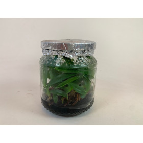 Paphiopedilum charlesworthii alba -In Vitro- (20-25 Pflanzen in sterilem Glas)