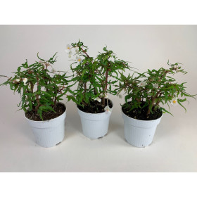 Begonia tripartida - Sparset