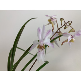 Holcoglossum Incantatio (in Knospe/Blüte)