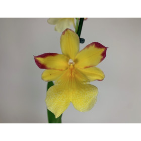 Burrageara Golden Nelly (1 Rispe)