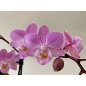 Phalaenopsis Sogo Sakura (2 Rispen)