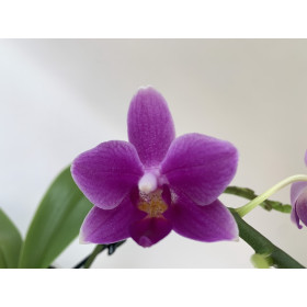 Phalaenopsis Dora Blue (1-2 Rispen)