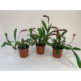 Bulbophyllum falcatum-Sparset (3-4 Stiele) 
