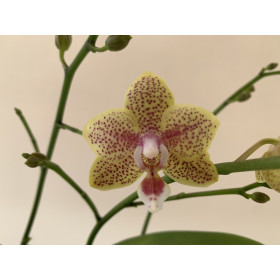 Phalaenopsis Cousteau (2 Rispen)