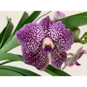 Vanda Blackberry Delight (in Blüte / Knospe)