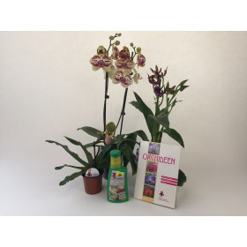 Orchideen-Einsteiger-Sortiment