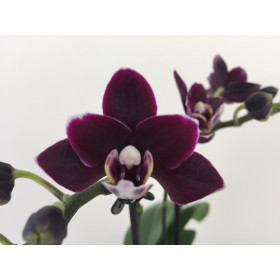 Taiwan Orchidee Phalaenopsis SOGO SHITO 2 Stück davon sind mit Blütentrieben! 