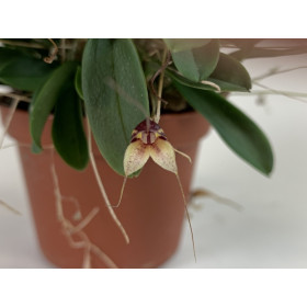 Masdevallia nidifica 'Red' (in Blüte/Knospe)