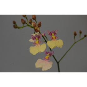 Ionicidium Popcorn 'Haruri' (Jgpfl., gerade frisch getopft)