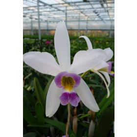 Laelia anceps 'coerulea' (Jgpfl.)