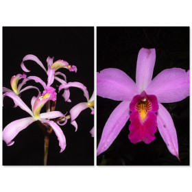 Laelia Nemesis